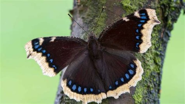 Black Butterfly Meaning: Its Profound Symbolism
