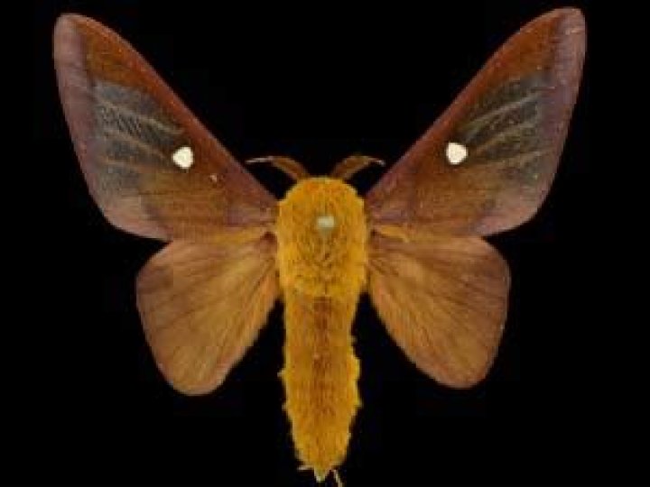 Moth Photographers Group – Anisota virginiensis – 7723
