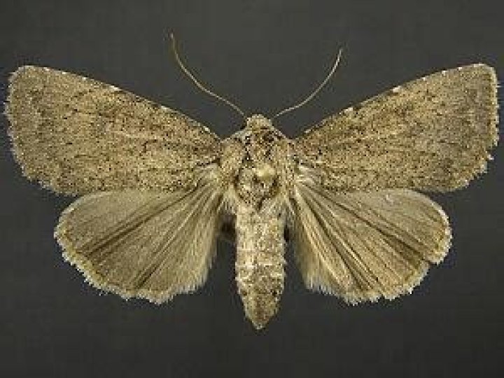 Moth Photographers Group – Aseptis fanatica – 9531.1