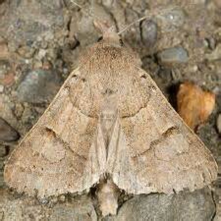Moth Photographers Group – Cissusa indiscreta – 8594