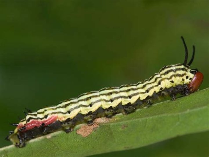 Moth Photographers Group – Dryocampa rubicunda – 7715