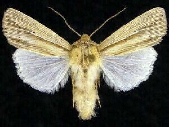 Moth Photographers Group – Leucania lapidaria – 10446.1