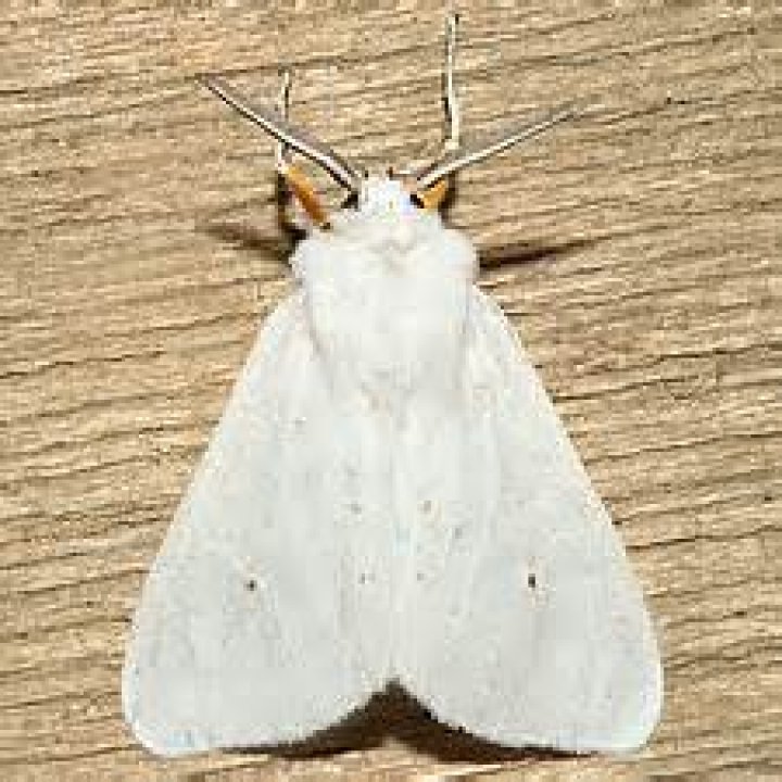 Moth Photographers Group – Spilosoma congrua – 8134